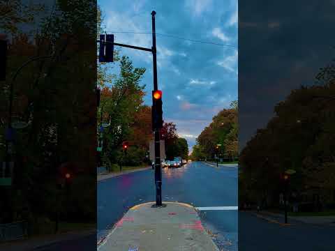An autumn street and traffic lights beneath a blue evening sky