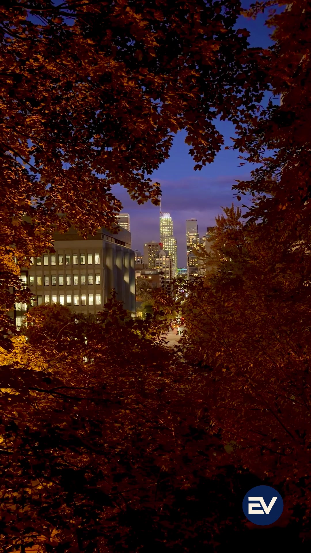 Montréal city lights framed by autumn leaves